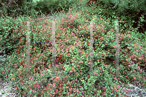 Picture of Chorizema cordata 