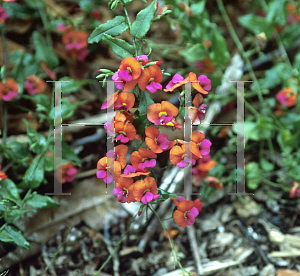 Picture of Chorizema cordata 