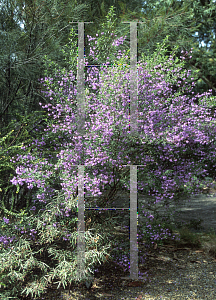 Picture of Prostanthera purpurescens 