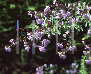 Picture of Prostanthera purpurescens 