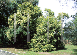 Picture of Acacia binervata 