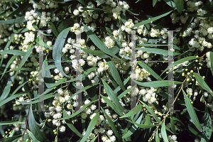 Picture of Acacia binervata 