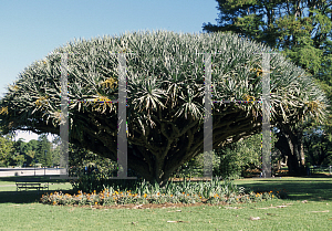 Picture of Dracaena draco 