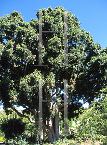 Picture of Syzygium francisii 