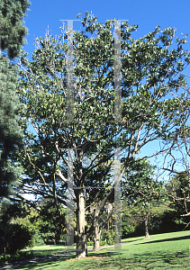 Picture of Flindersia schottiana 