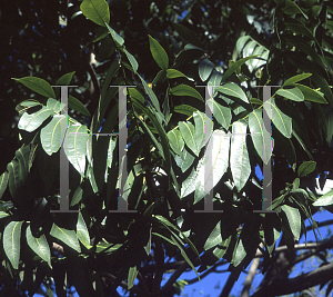 Picture of Flindersia schottiana 