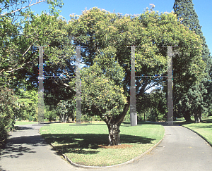 Picture of Syzygium leuhmannii 