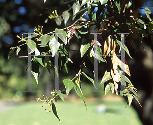 Picture of Syzygium leuhmannii 