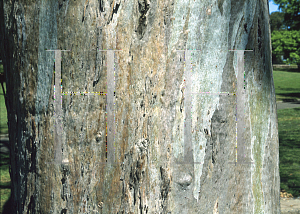 Picture of Eucalyptus tereticornis 