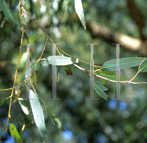 Picture of Corymbia leichhardtii 