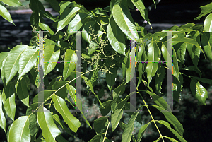 Picture of Sapindus mukorossi ssp. carinatus 