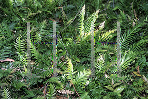 Picture of Blechnum nudum 