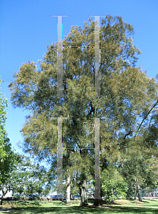 Picture of Casuarina glauca 