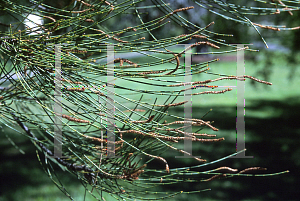 Picture of Casuarina glauca 