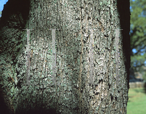 Picture of Casuarina glauca 