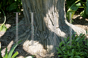 Picture of Erythrina crista-galli 