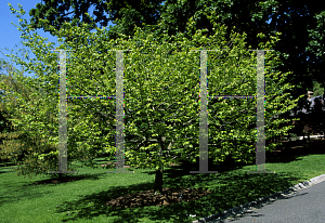 Picture of Carpinus caroliniana var. virginiana 