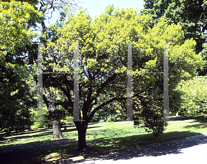 Picture of Quercus coccifera 