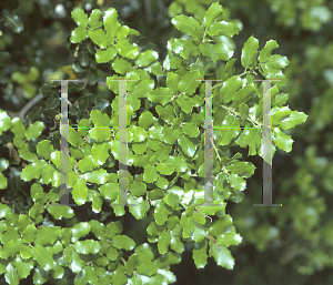 Picture of Quercus coccifera 