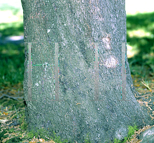 Picture of Quercus coccifera 