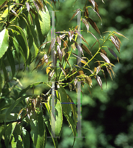 Picture of Quercus salicina 