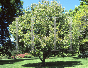 Picture of Quercus salicina 
