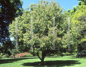 Picture of Quercus salicina 