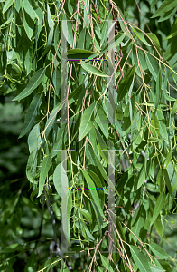 Picture of Eucalyptus microtheca 