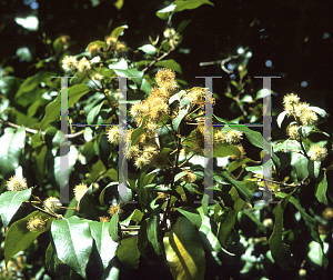 Picture of Choricarpia leptopetala 