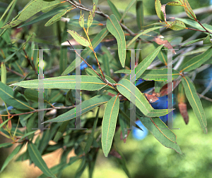 Picture of Eucalyptus rubiginosa 