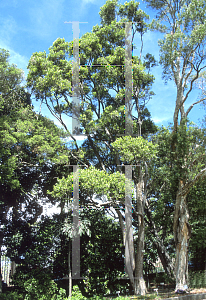 Picture of Rhodamnia argentea 