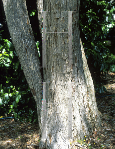 Picture of Rhodamnia argentea 