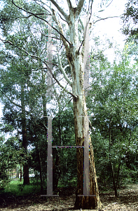 Picture of Eucalyptus melliodora 