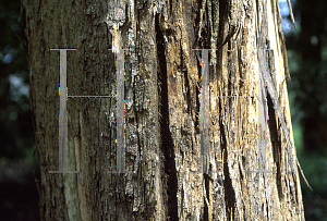 Picture of Eucalyptus melliodora 