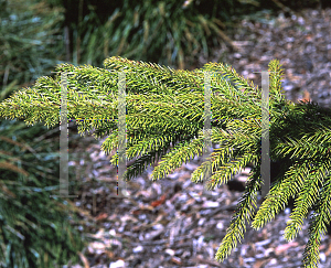 Picture of Araucaria subulata 