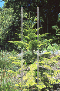 Picture of Araucaria subulata 