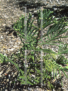 Picture of Araucaria montana 