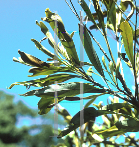 Picture of Grevillea baileyana 