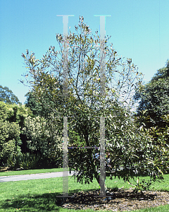 Picture of Grevillea baileyana 