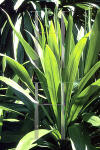 Picture of Cordyline obtecta 