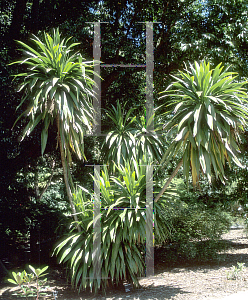 Picture of Cordyline obtecta 