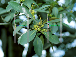 Picture of Ficus rubiginosa 