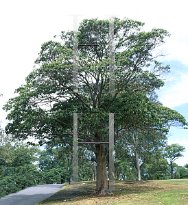 Picture of Lophostemon confertus 