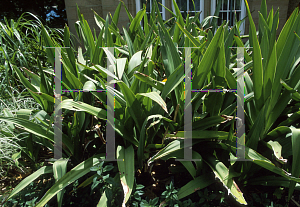 Picture of Crinum asiaticum var. sinicum 