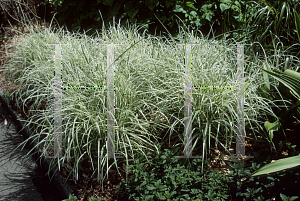 Picture of Miscanthus sinensis 'Variegatus'