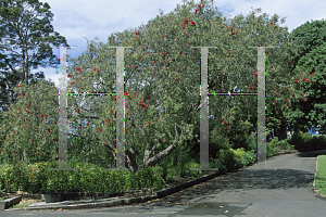 Picture of Callistemon citrinus 'Harkness'