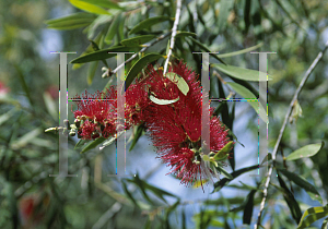 Picture of Callistemon citrinus 'Harkness'