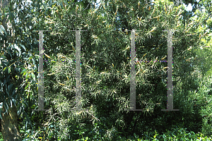 Picture of Callistemon rigidus 