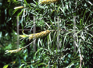 Picture of Callistemon rigidus 