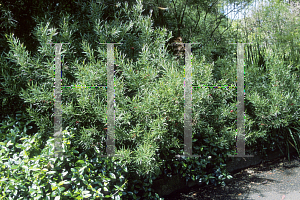 Picture of Grevillea oleoides 